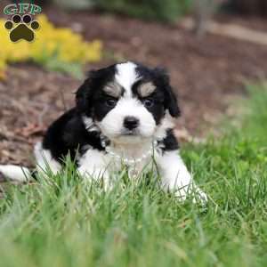 Queen, Cavachon Puppy